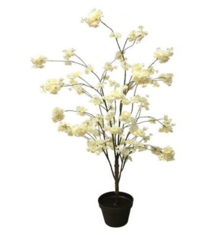 Zijdeplant - Bloesemboom - Silkartflowers.com