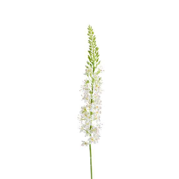 Fleurs en soie - Eremurus - 130 cm