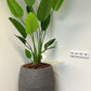 Zijdeplant - Strelitzia - 150 cm - Silkartflowers.com