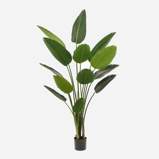 Zijdeplant - Strelitzia - 180 cm - Silkartflowers.com